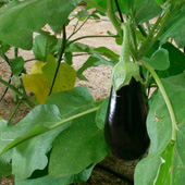 AUBERGINE